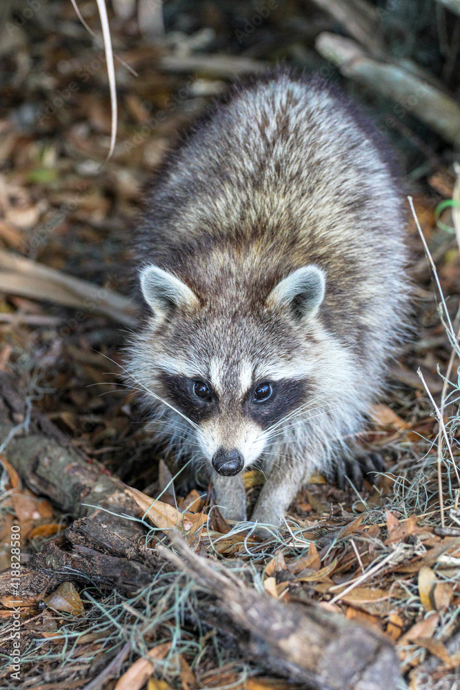 Raccoon in the Forest  