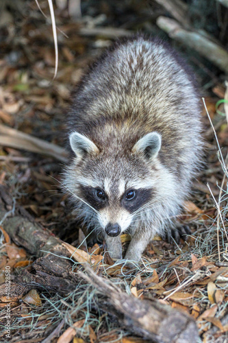 Raccoon in the Forest 