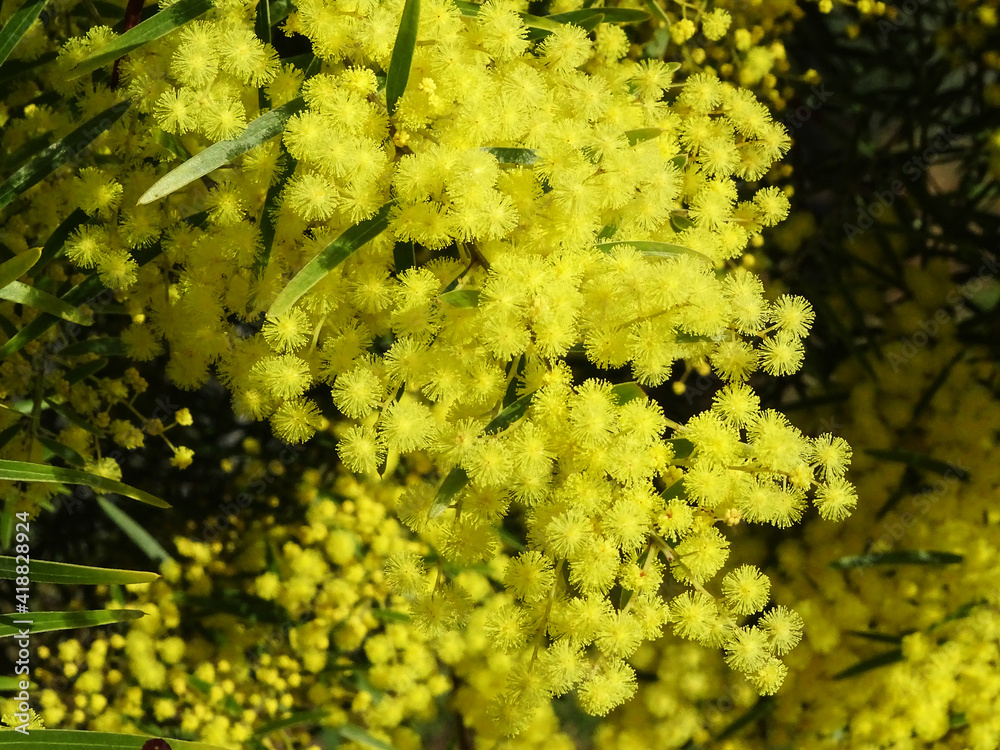 Australian Golden Wattle National Floral Emblem Of Australia Stock Australian Golden Wattle National Floral Emblem Of Australia Stock