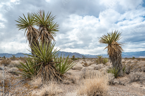 Mojave Yucca (Yucca schidigera) at Tule Springs Fossil Beds National Monument in Las Vegas, Nevada