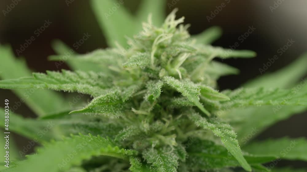 MACRO DOF: High resolution shot of the vibrant green illegal marijuana buds covered in sticky resin. Tiny droplet shaped cannabinoids cover the top part of an illicit cannabis plant. Recreational drug MACRO DOF: High resolution shot of the vibrant green illegal marijuana buds covered in sticky resin. Tiny droplet shaped cannabinoids cover the top part of an illicit cannabis plant. Recreational drug