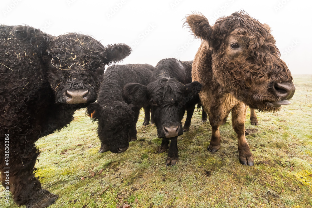 galloway on the field