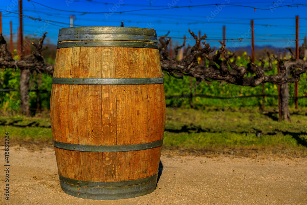 Wine barrel and rows of grape vines at a vineyard in the spring in Napa Valley, California, USA Wine barrel and rows of grape vines at a vineyard in the spring in Napa Valley, California, USA