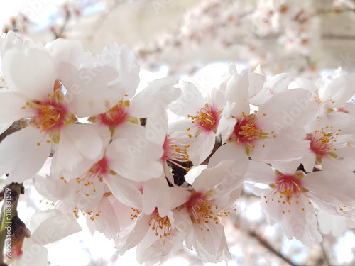 almond almods tree flower background srping photo