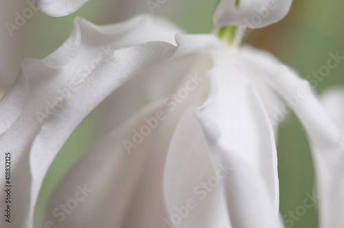 Flowers of Coelogyne cristata orchid, close up