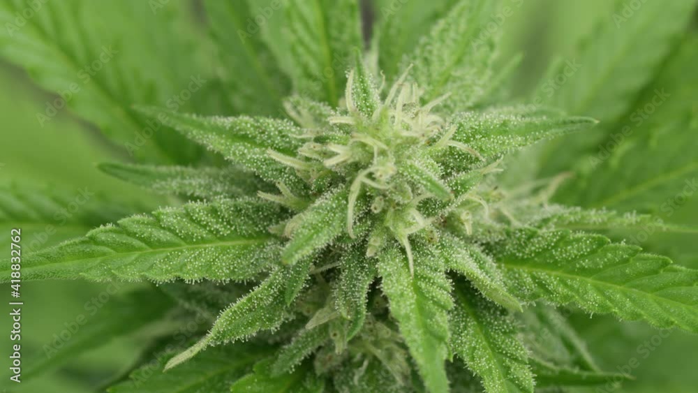 MACRO DOF: Top down macro shot of a budding marijuana plant covered in sticky CBD cannabinoid resin. Vibrant legalized marijuana plants are ready for harvest flourish at an industrial hemp farm. MACRO DOF: Top down macro shot of a budding marijuana plant covered in sticky CBD cannabinoid resin. Vibrant legalized marijuana plants are ready for harvest flourish at an industrial hemp farm.