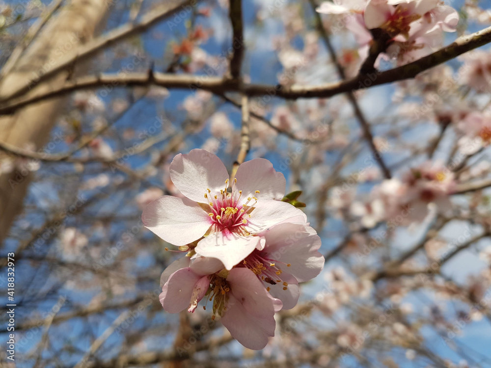 almond almods tree flower background srping almond almods tree flower background srping