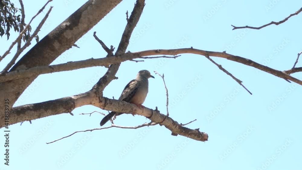 a little bird with a yellow and black beak on the branches of a tree in the day with a blue sky background a little bird with a yellow and black beak on the branches of a tree in the day with a blue sky background