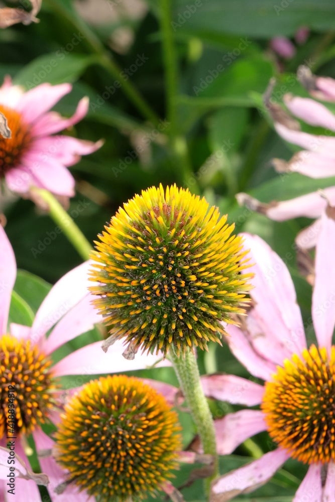 Beautiful summer flowers in the garden Beautiful summer flowers in the garden