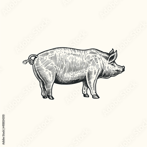 hand drawing of farm animals
