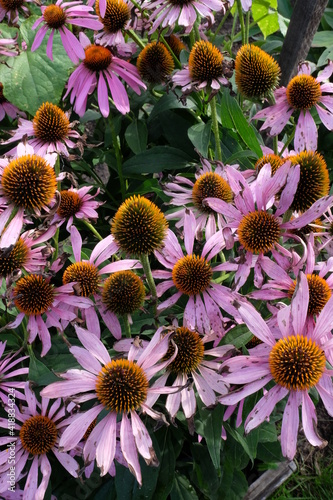 Beautiful summer flowers in the garden