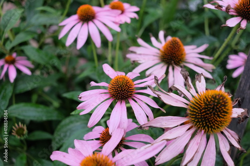 Beautiful summer flowers in the garden