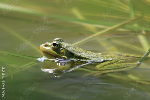 Marsh Frog (Pelophylax ridibundus) Adult in pond. wildlife scene with green frog.