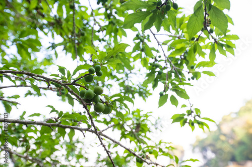 Young green plum fruits on a tree branch  Ripe plums on a tree branch in the orchard. View of fresh organic fruits with green leaves on plum tree branch in the fruit garden.