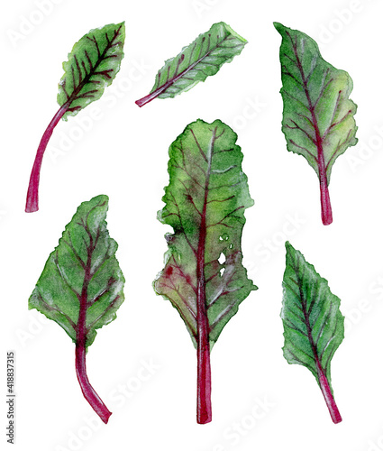 Set of beet leaves isolated on white background. Watercolor illustration is suitable for kitchen design, wrapping paper, scotch tape, fabrics, menus, textiles, packaging.