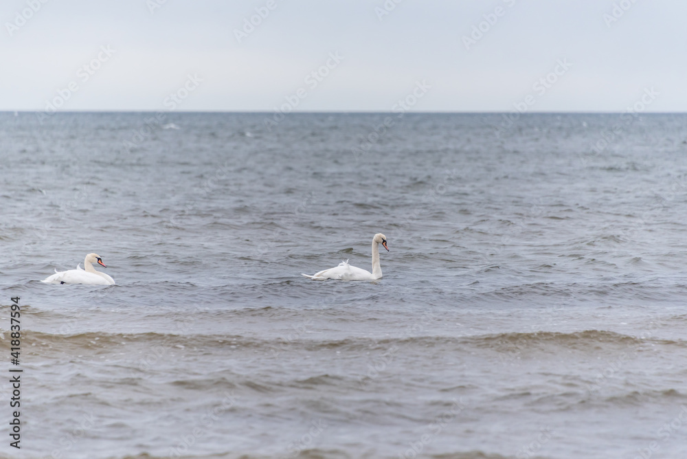Swans on the Baltic Sea on a Winter Day