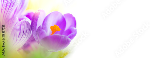 Spring Crocuses flowers. Holiday floral background