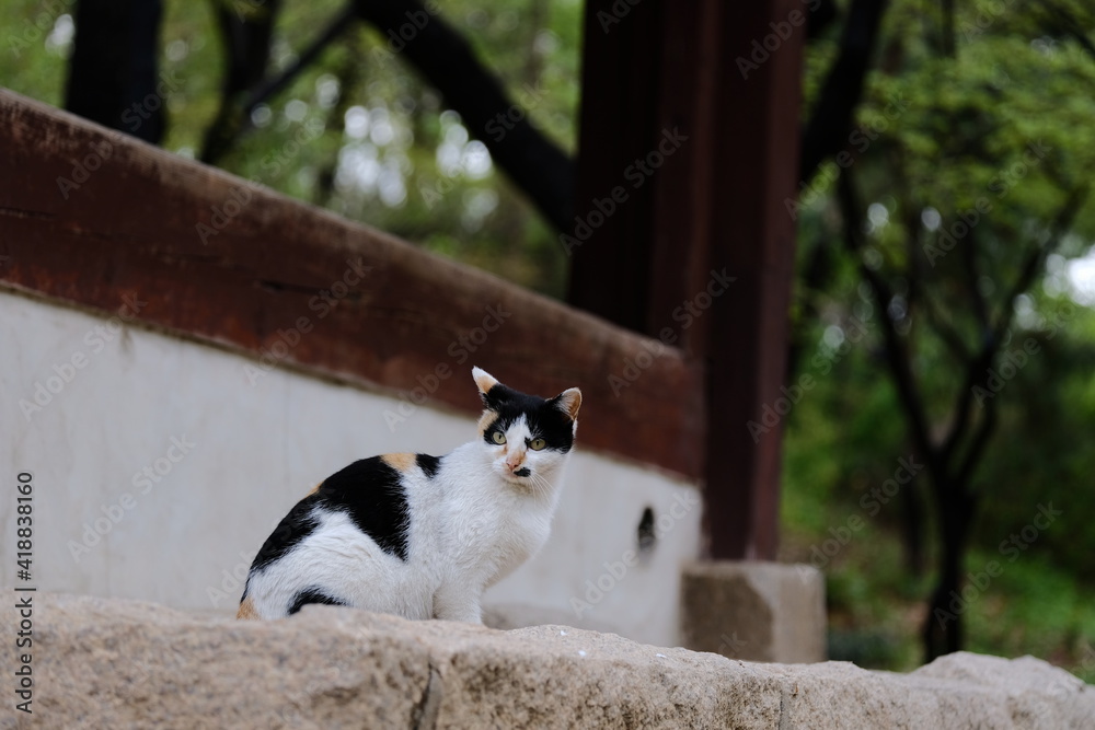 Cat Cat