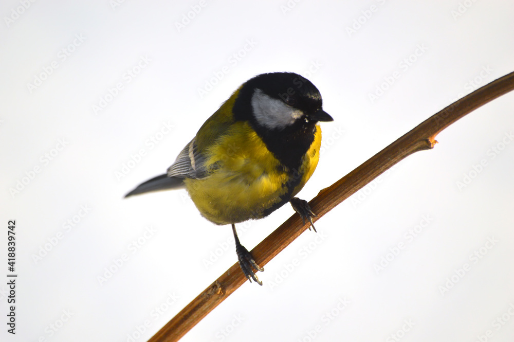 Naklejka premium Great Tit (lat.Parus major) bending down sits on a branch located diagonally and looks to the right. Close-up on a white background. Photo project - The life of birds in winter.