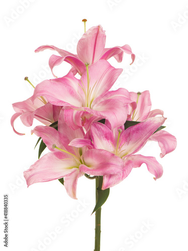beautiful pink lily  isolated on the white