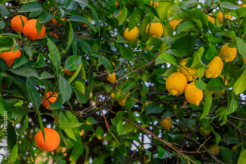 Orange and lemon citrus growing on a hybrid tree via a graft in California USA
