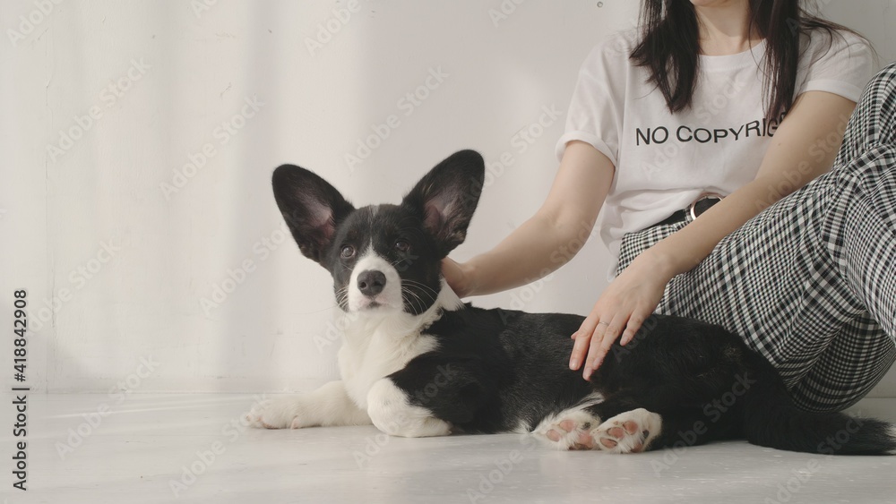 Young adult woman sits and strokes a black and white corgi
