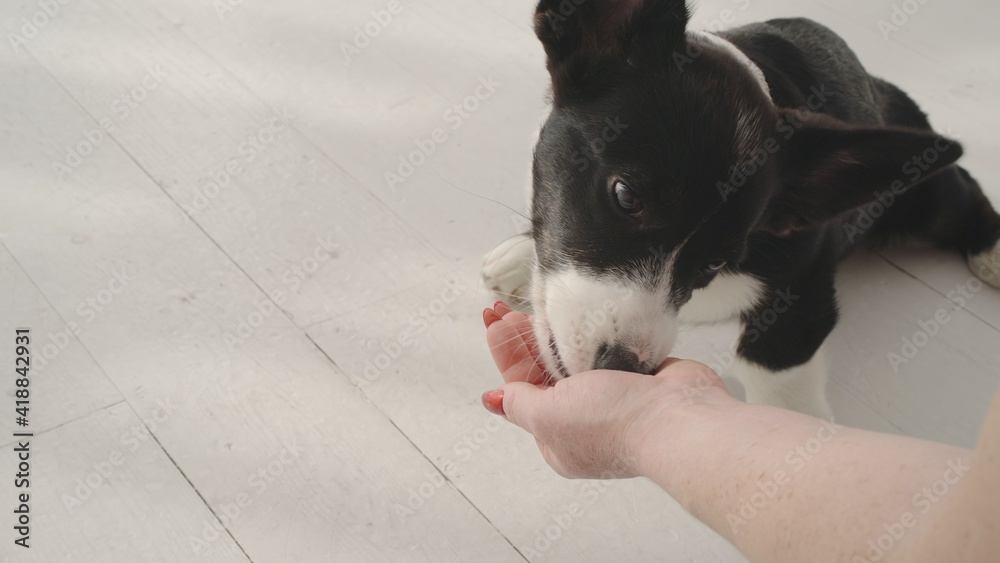Cute black and white corgi eats from woman's hand at home