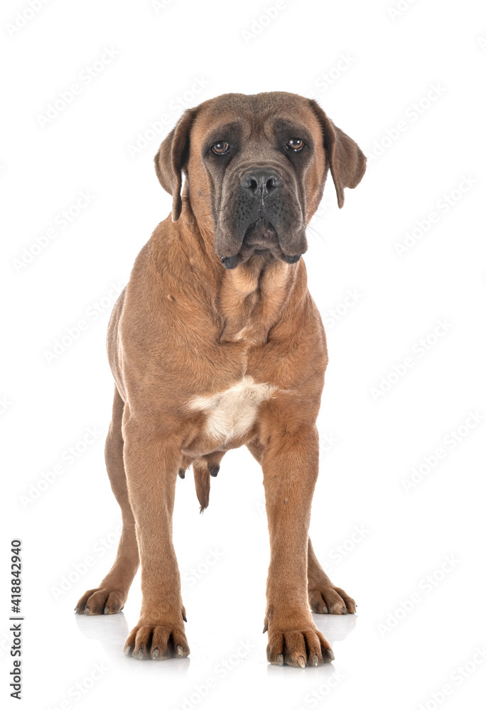 adult cane corso