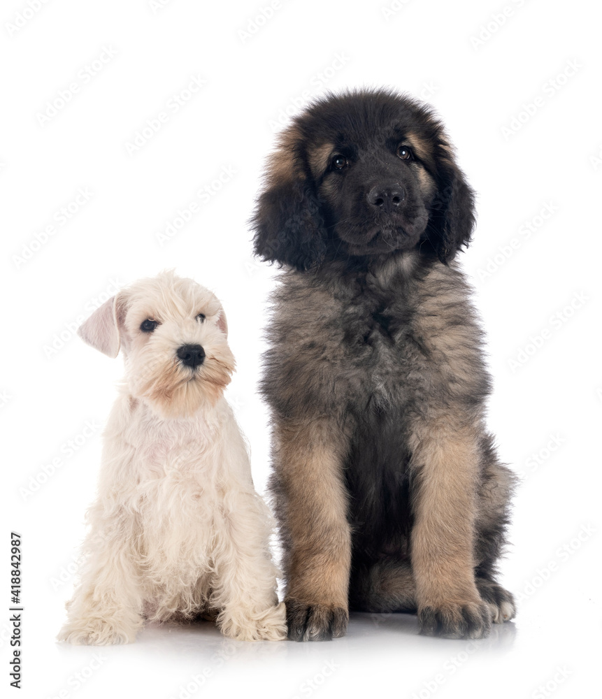 miniature schnauzer and Leonberger