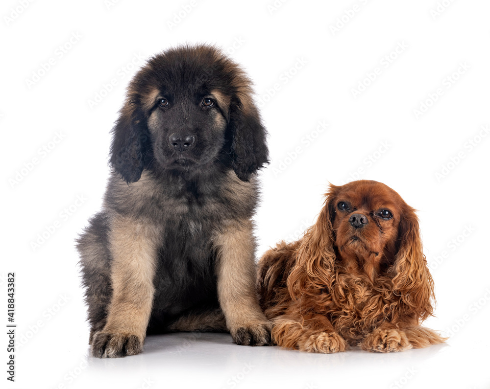 puppy Leonberger and cavalier king charles