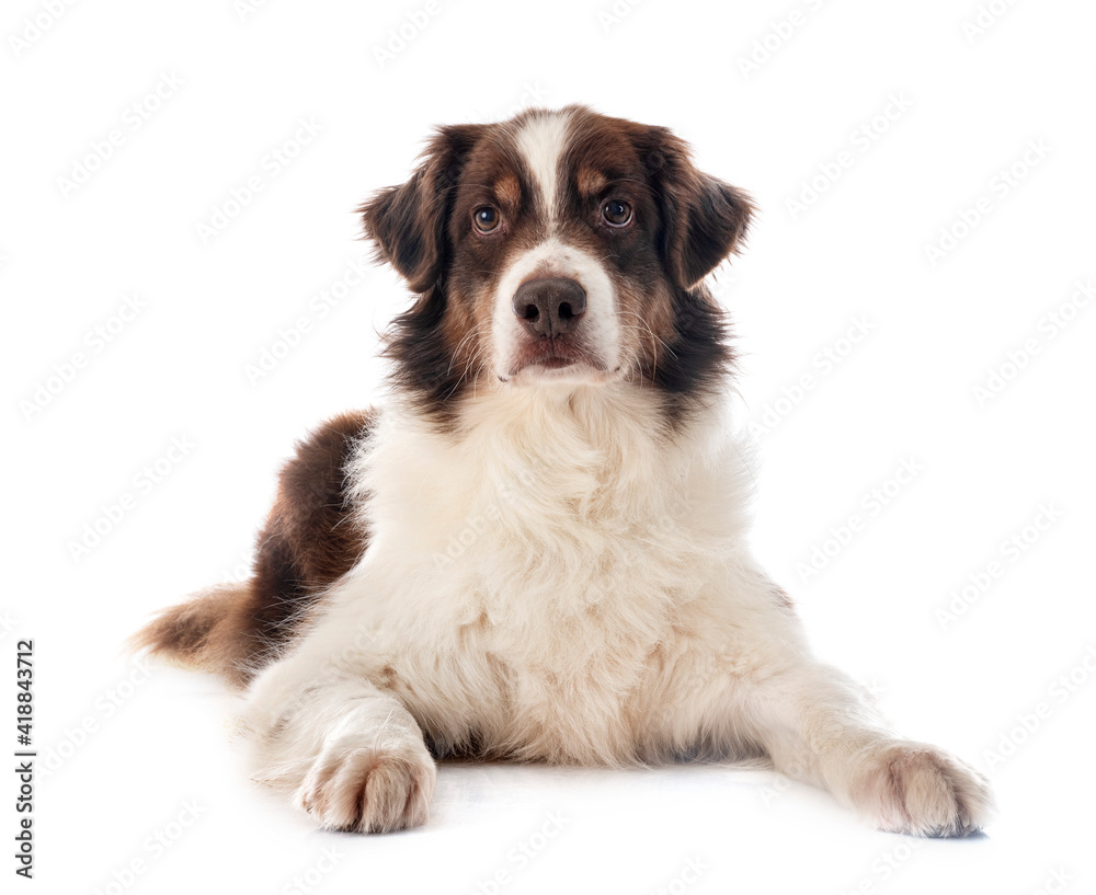 australian shepherd in studio australian shepherd in studio