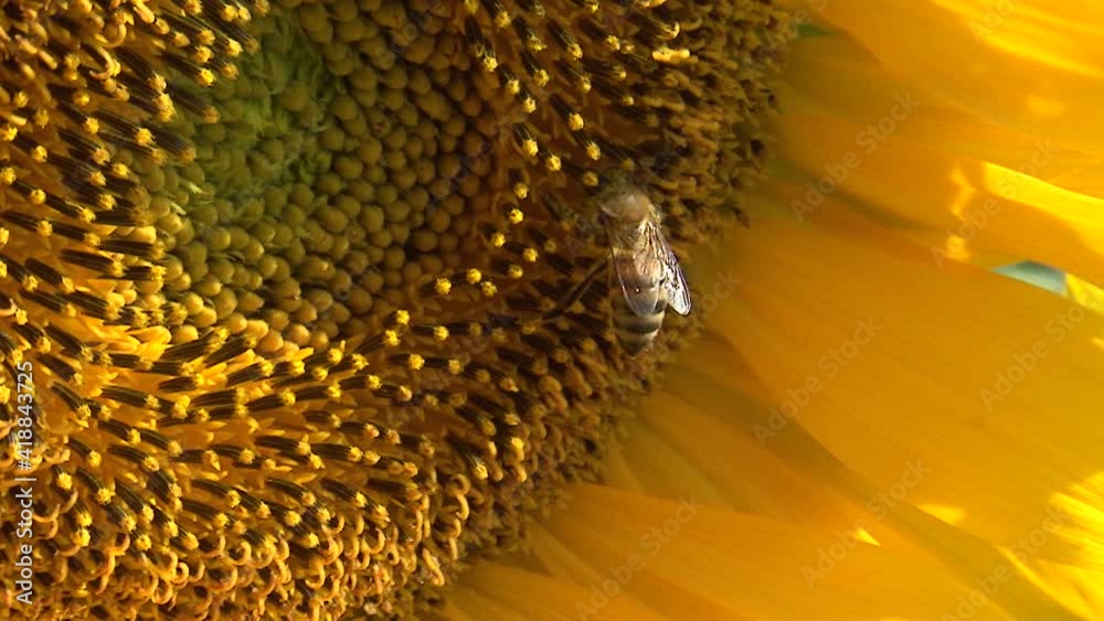 Honey bee covered with pollen collecting nectar yellow sunflower, close up view. Macro footage of bee pollinating flower in summer.