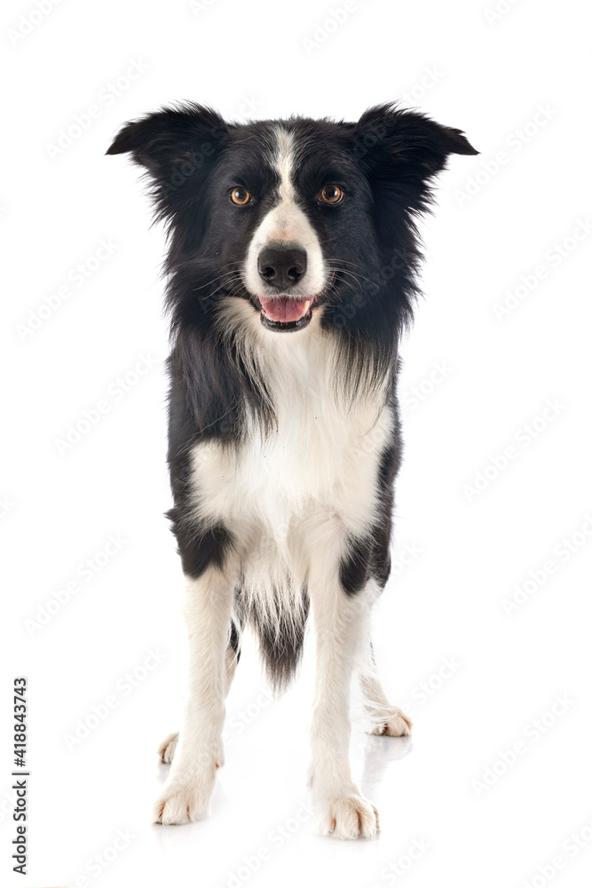 border collie in studio