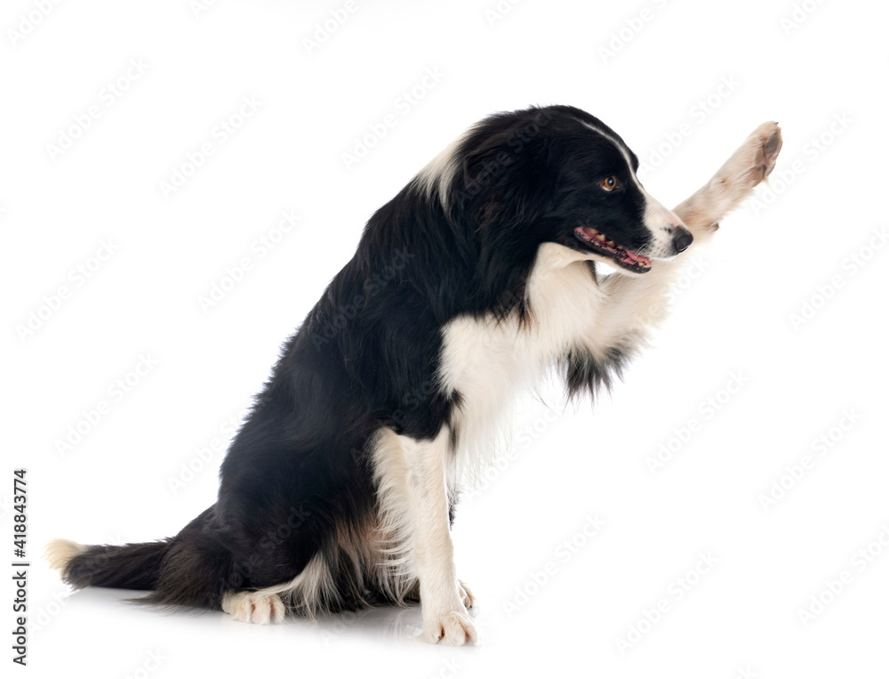 Fototapeta premium border collie in studio