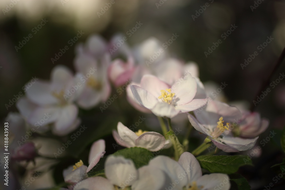 Fototapeta premium white blossom of apple trees in springtime