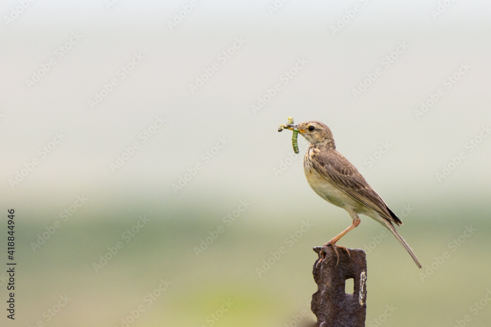 Fototapeta premium Birding in Secunda: Sabota Lark