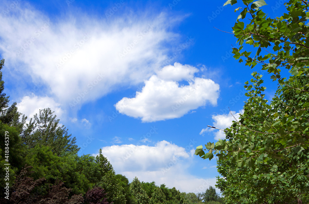 Green woods and clear blue sky Green woods and clear blue sky
