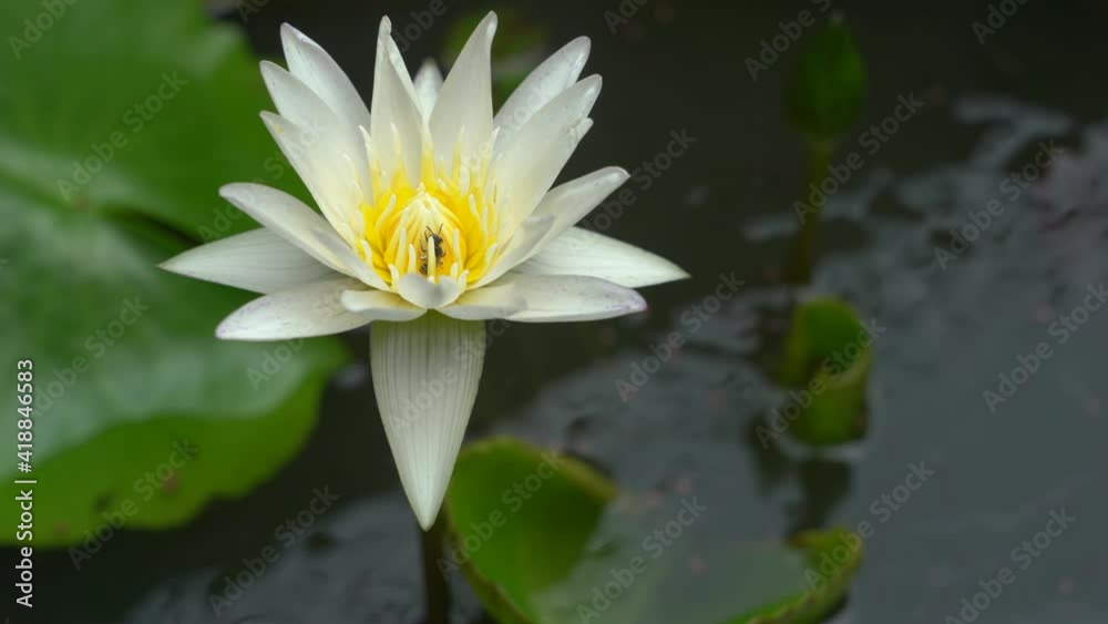 The wind blows water lily white. Beautiful water lily in the pond in front of the house. The wind blows water lily white. Beautiful water lily in the pond in front of the house.