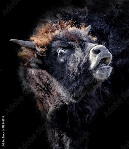 Vászonkép aurochs isolated on black background