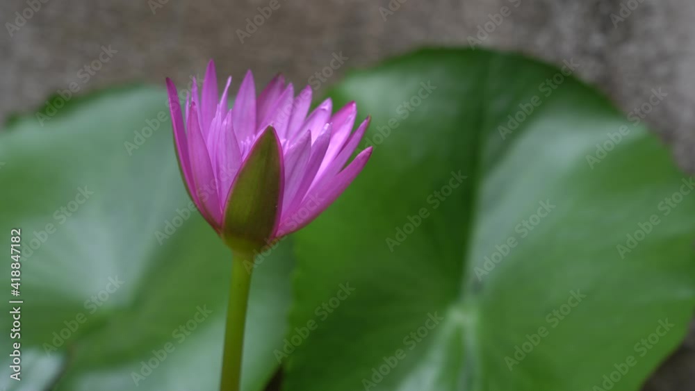 The wind blows water lily, white, purple. Beautiful water lily in the pond in front of the house. The wind blows water lily, white, purple. Beautiful water lily in the pond in front of the house.
