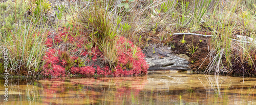 The carnivorous plant Drosera graomogolensis growing on the waterline of a small river close to Botumirim in Minas Gerais, Brazil photo