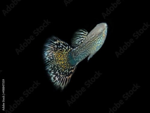 guppy fish on black background