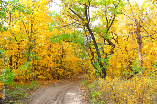 Road in autumn forest © frenta