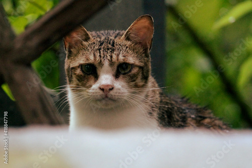 Wallpaper Mural cat on the fence Torontodigital.ca