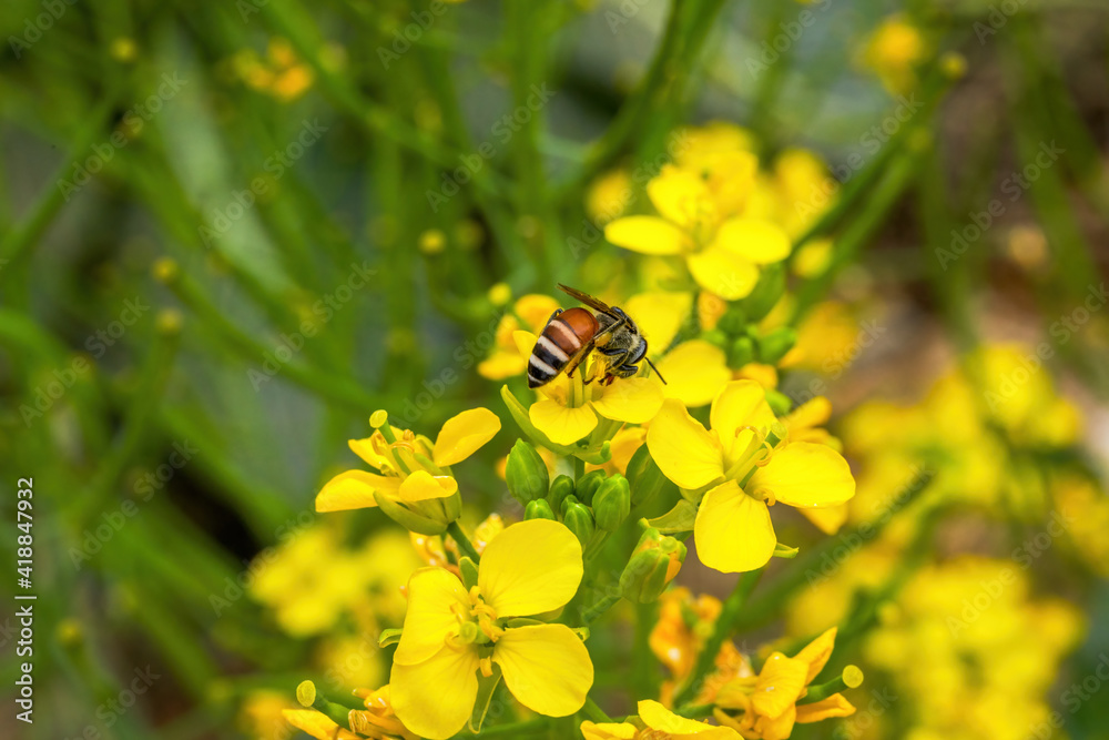 Golden lush blooming rapeseed, bees are collecting nectar Golden lush blooming rapeseed, bees are collecting nectar