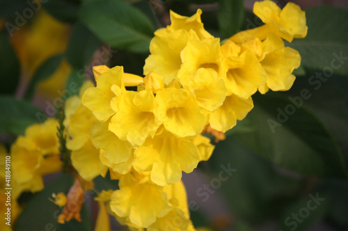 Yellow Trumpetbush (Tecoma stans) flowers blooming in a garden