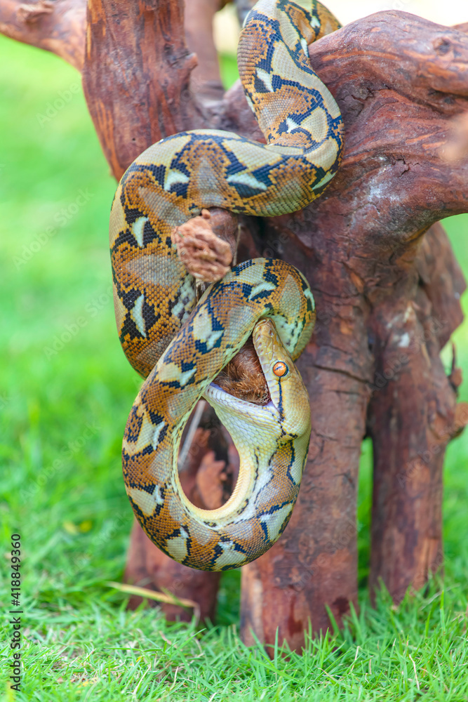 Naklejka premium snake on the tree