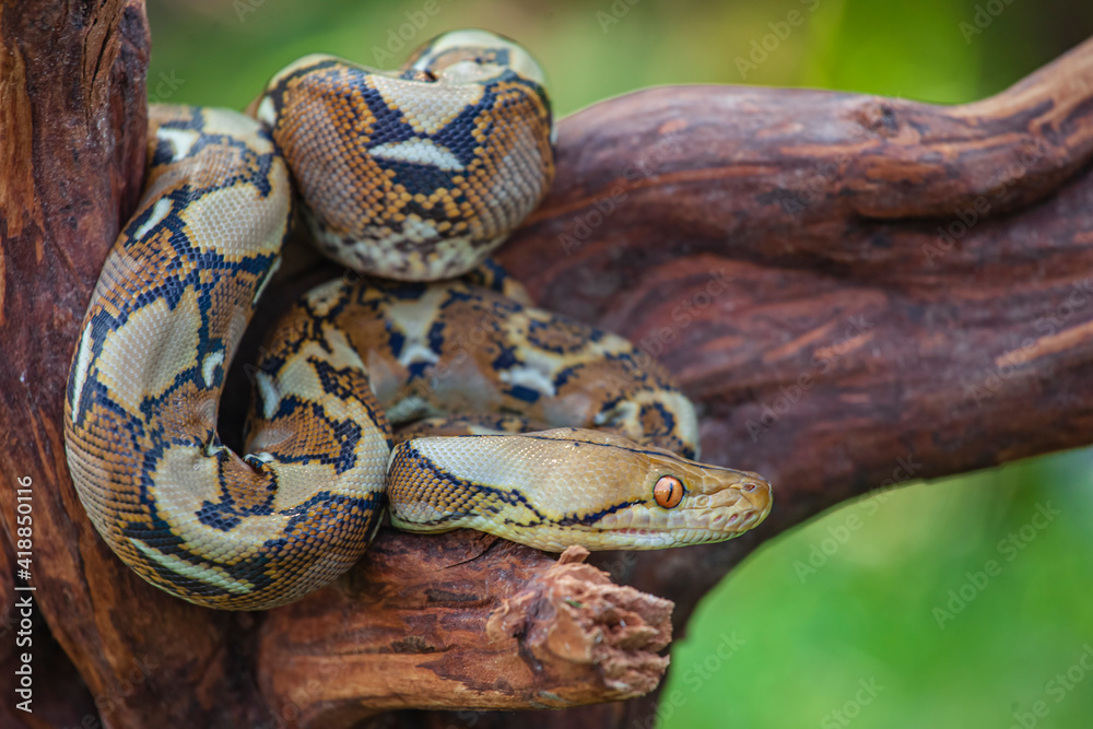 Obraz premium close up of a snake