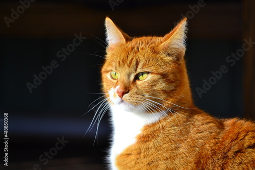 red cat portrait © Tommi Leppimaa