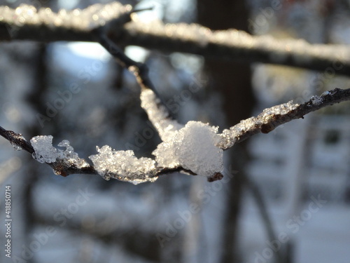 Closeup of ice crystals on tree branch after storm